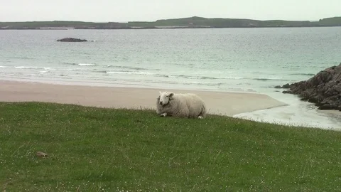 Sheep eats quiet by the ocean Scotland Video stock 95291394