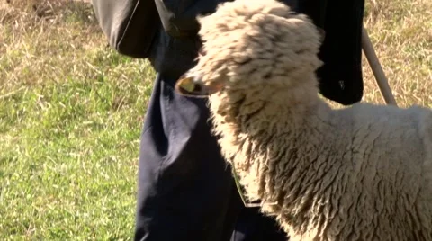 Sheep eats from shepherd's hand Video stock 66990718
