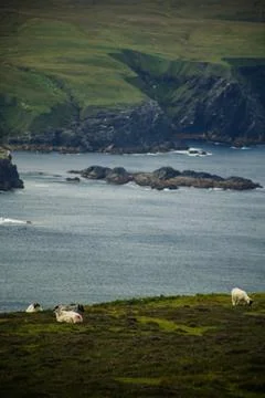 Sheep on the Edge Stock Photos