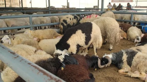 Sheep at Eid al-Adha Animal Market Stock Footage 310770509