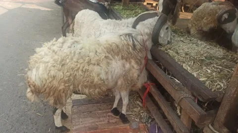 SHEEP FOR EID AL ADHA IN GOAT MARKET Stock Footage 212674350
