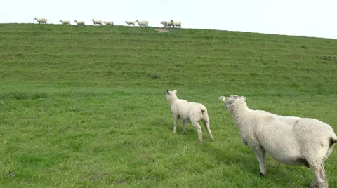 Sheep on the Eider Dam Stock Footage 62913653