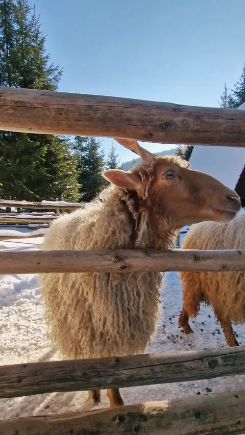 A sheep enclosed amidst rustic timbers on a sunny day Stock Footage 268620579