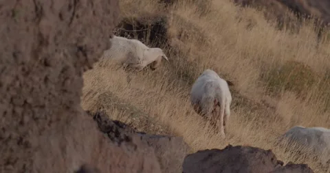 Sheep on Etna Stock Footage 149935493