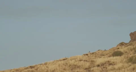 Sheep on Etna Stock Footage 149938036