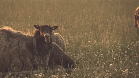 Sheep in the evening sun Stock Footage 79625383