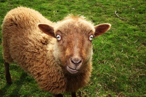 Sheep evil eye Stock Photos