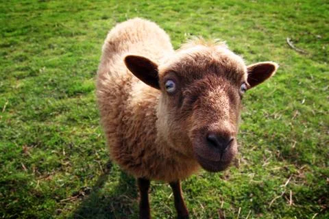 Sheep evil eye Stock Photos
