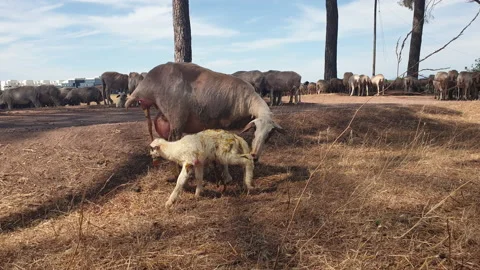 Sheep ewe gave birth to lamb on the pasture, mother licking fluids off the baby Video stock 208858053