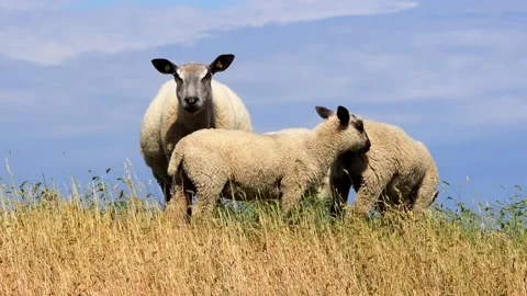 Sheep ewe with her lambs Stock Footage 196965806
