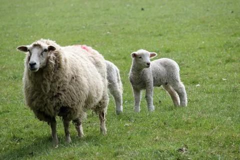 Sheep ewe with lambs Stock Photos