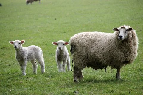Sheep ewe with lambs Stock Photos