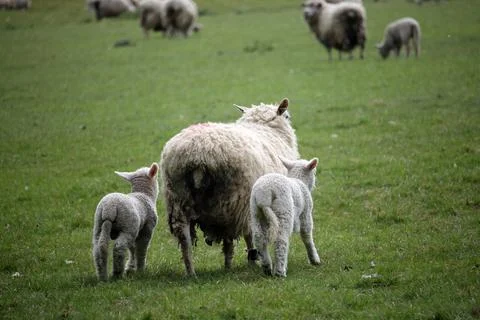 Sheep ewe with lambs Stock Photos