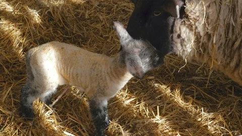 Sheep ewe licks her lamb after giving birth in barn Stock Footage 77888873