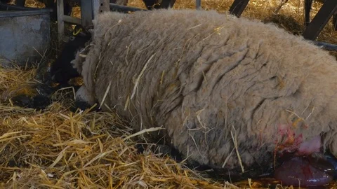 Sheep ewe licks her lamb after giving birth in barn Stock Footage 77891185