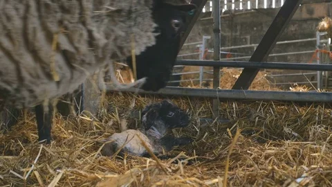 Sheep ewe licks her lamb after giving birth in barn Stock Footage 77893352