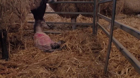 Sheep ewe licks her lamb after giving birth Stock Footage 78249612