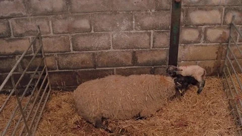 Sheep ewe licks her lamb after giving birth Stock Footage 78251550