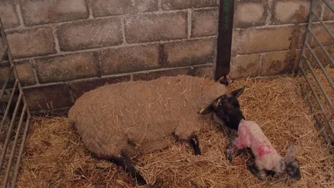 Sheep ewe licks her lamb after giving birth in barn Stock Footage 78251715