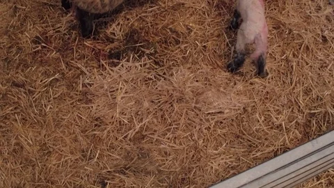 Sheep ewe licks her lamb after giving birth in barn Stock Footage 78252300