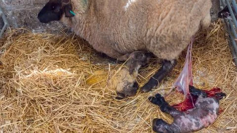 Sheep ewe licks her lamb after giving birth Stock Photos