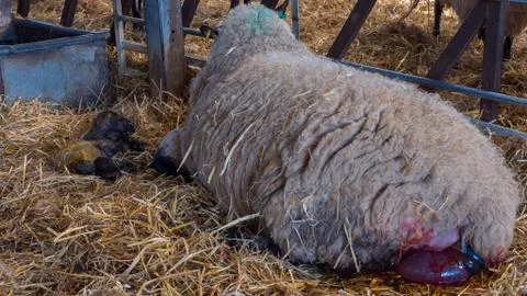 Sheep ewe licks her lamb after giving birth Stock Photos