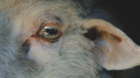 The sheep eye, close up Stock Footage 74087128