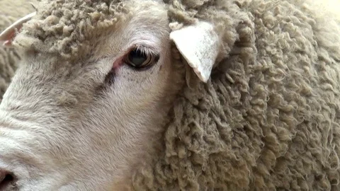 Sheep eye Stock Footage 72561398