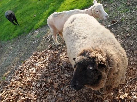 Sheep Eye Stock Photos