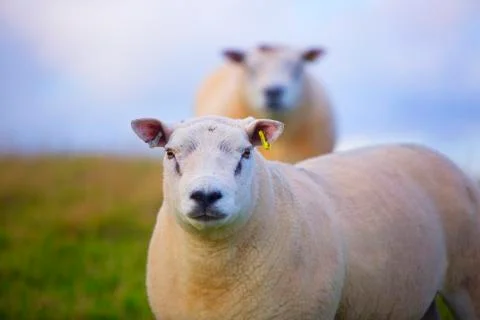 Sheep face on camera  Stock Photos