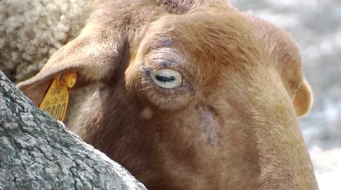 Sheep face close up Video stock 41381273