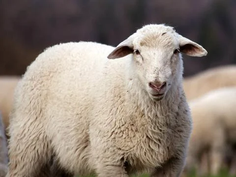 Sheep face close up, lamb look in camera sheep face close up, lamb look in... Stock Photos