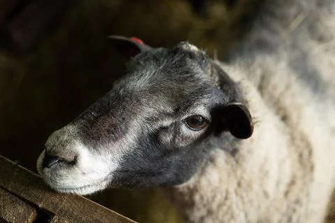 Sheep face close up Stock Photos