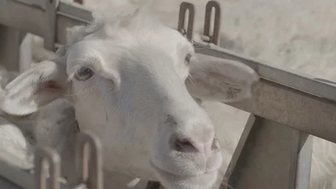 Sheep face closeup. Stock Footage 170785433