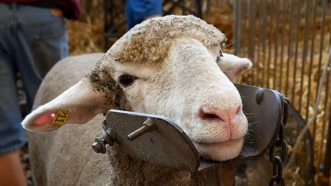 Sheep face closeup as it waits patiently to be groomed. Stock Footage 122803586