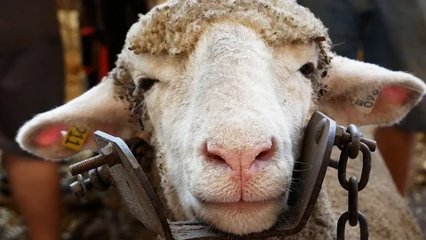 Sheep face closeup as it waits patiently to be groomed. Animal in stanchion Stock Footage 122803771