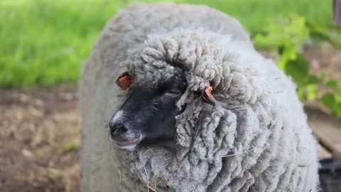 Sheep face Stock Footage 80898954