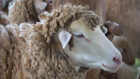 Sheep face Stock Footage 249302117