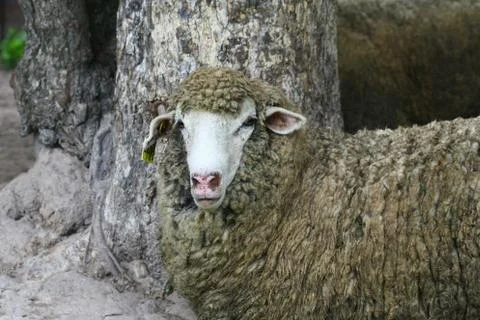 Sheep face Stock Photos