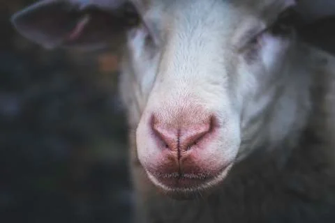 Sheep face portrait and selective focus. Red nose sheep close-up Stock Photos