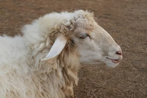 Sheep face, side view Stock Photos