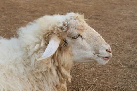Sheep face, side view Stock Photos
