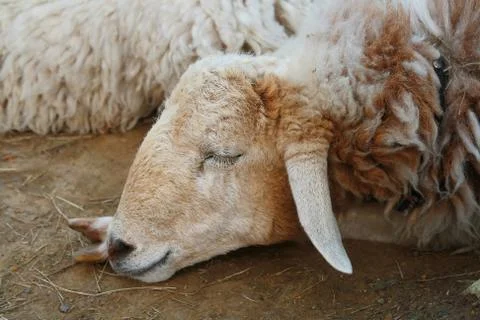 Sheep face, sleep Foto stock