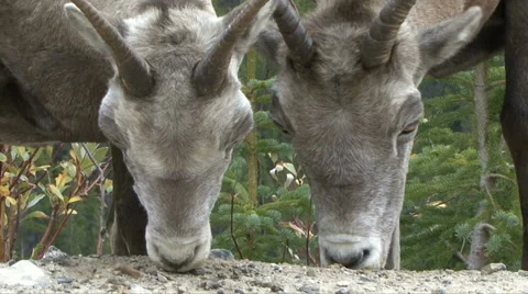 SHEEP FACES CLOSE Video stock 34963356