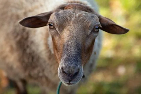 Sheep facing the camera. Curious sheep frontal view, Close-up portrait. Stock Photos