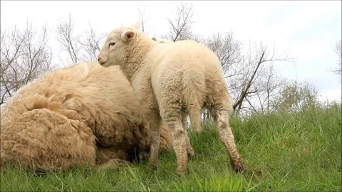 Sheep family on dike, lamb Stock Footage