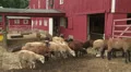 Sheep Farm 1 HD Footage
