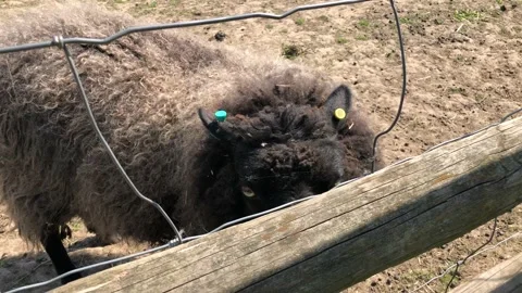 SHEEP ON FARM 1 Stock Footage 135020123
