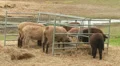 Sheep Farm 2 HD Footage