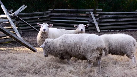Sheep on a farm 2 Stock Footage 52063580